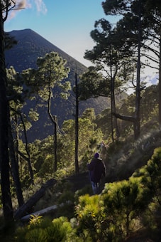 A lush forest scene with tall trees casting shadows on a hillside pathway. In the background, a large mountain rises against a clear blue sky. A person wearing purple clothing walks along the path, suggesting a serene hiking experience.