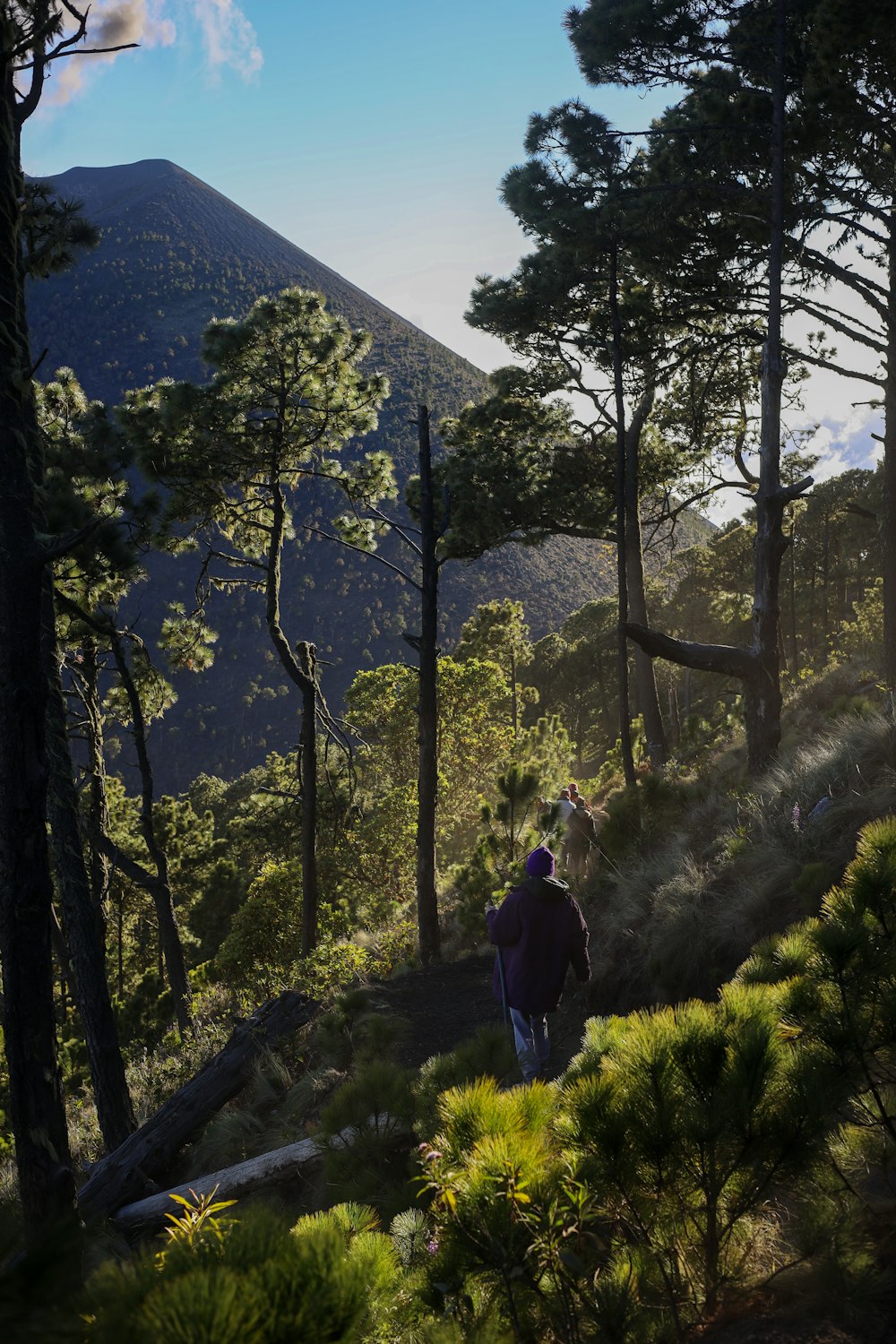 uma pessoa subindo uma colina na floresta