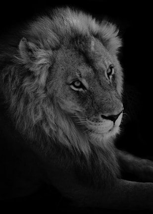 Close-up graphite drawing of a lion’s intense eyes, capturing raw emotion.