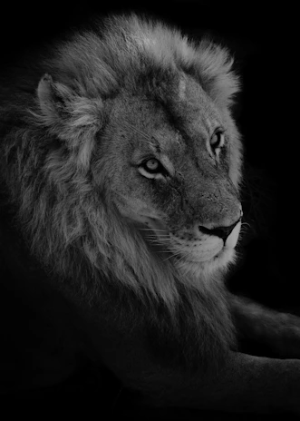 A minimalist black and white portrait of a lion gazing thoughtfully into the distance.