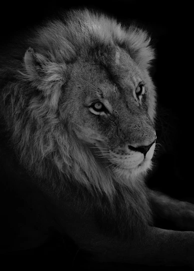 A striking close-up of a lion's intense gaze, capturing the raw power and grace of the animal.