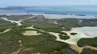 A vibrant coastal island scene showing lush mangroves meeting clear blue waters under a bright sky.