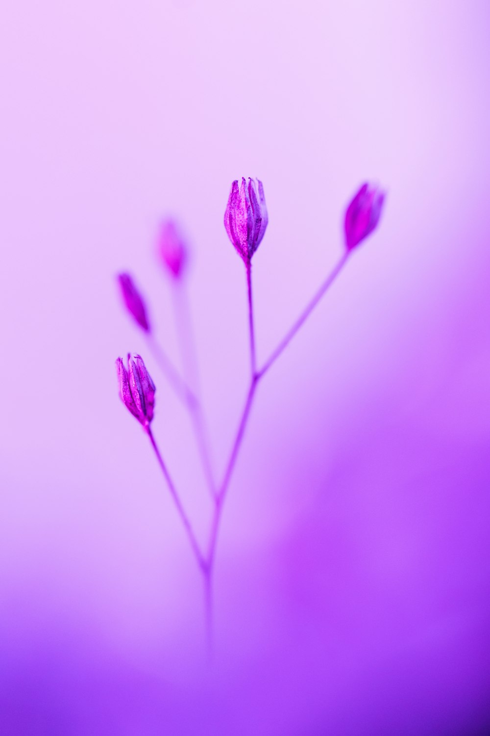 a close up of a flower with a blurry background