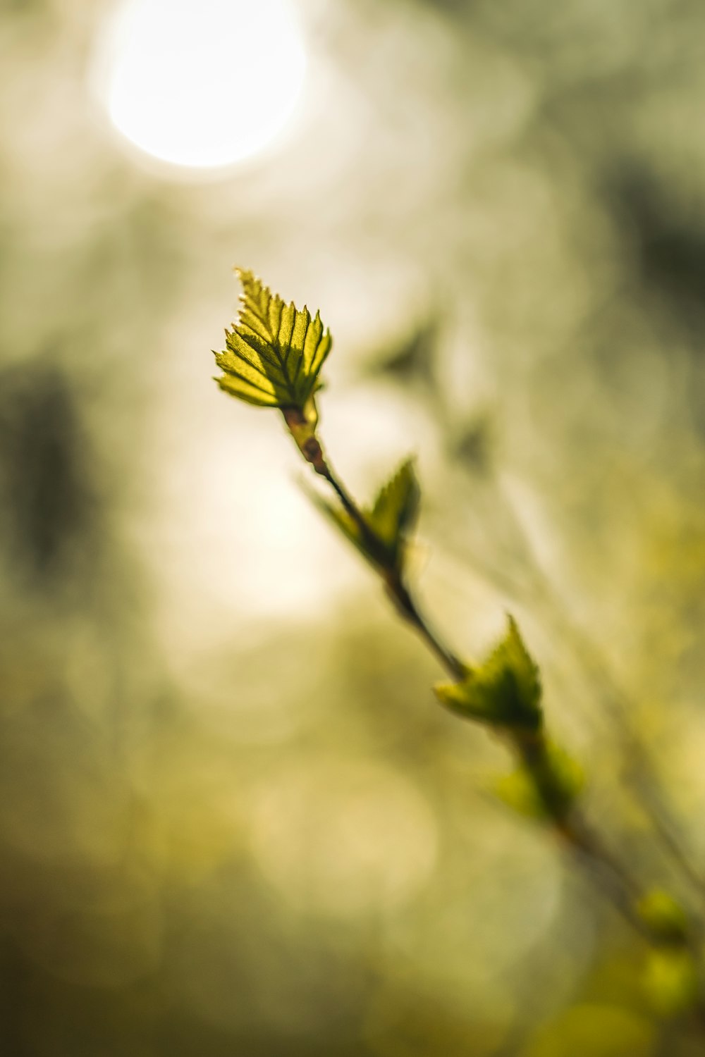 a close up of a plant with a sun in the background