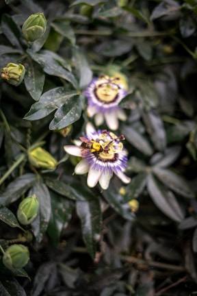 Fresh passionflower blossoms growing in a lush garden