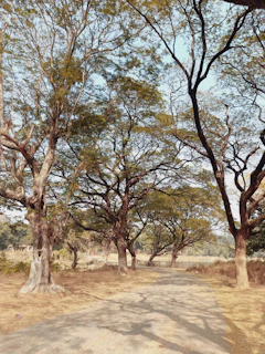 A quiet land lot with mature oak trees and a dirt path.