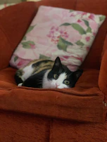 A playful cat in a vibrant pink dress with floral patterns, lounging on a cozy sofa.
