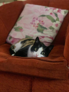 A playful cat in a vibrant pink dress with floral patterns, lounging on a cozy sofa.