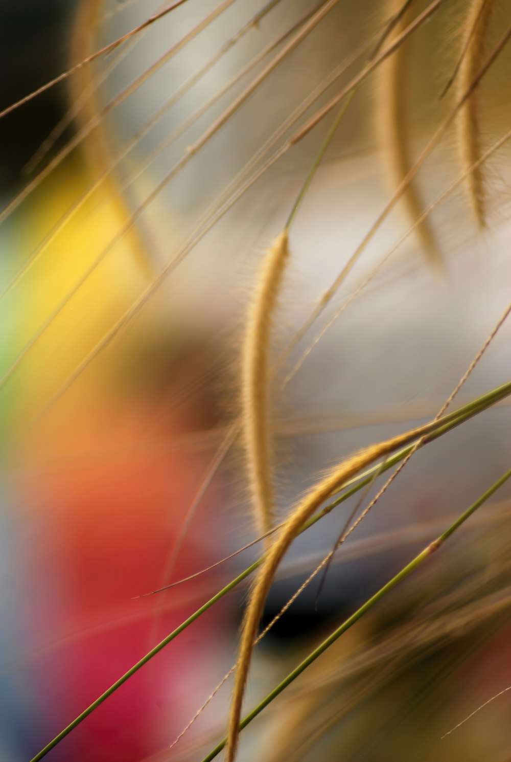 a blurry photo of a plant with a blurry background