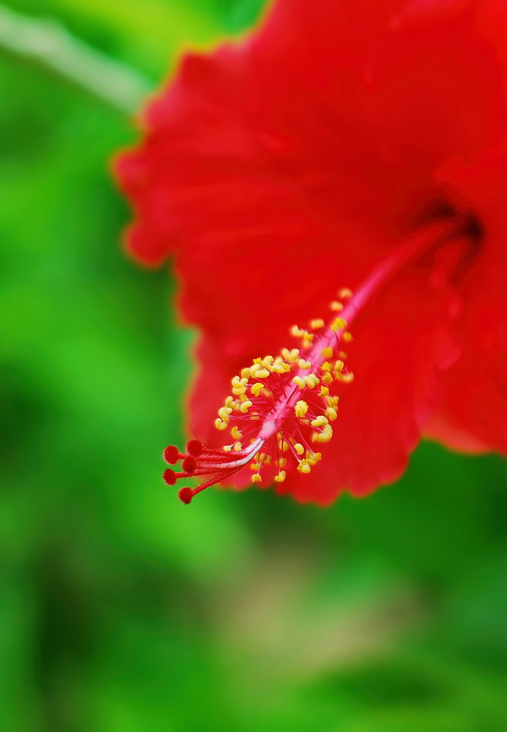 a close up of a red flower with a green background