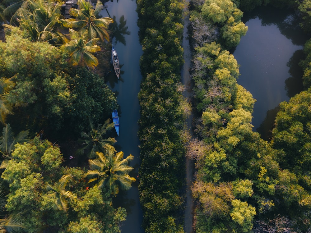 a river running through a lush green forest