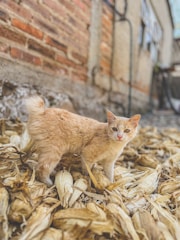 A light-colored cat is standing on dry corn husks in an outdoor setting. The background features a wall made of bricks and concrete, giving a rustic appearance.