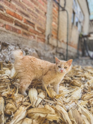 A light-colored cat is standing on dry corn husks in an outdoor setting. The background features a wall made of bricks and concrete, giving a rustic appearance.