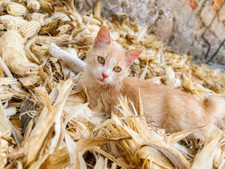 A light-colored cat with green eyes is resting on a pile of dried corn husks and ears. The background consists of a stone surface, adding a rustic feel to the scene.