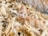 A light-colored cat with green eyes is resting on a pile of dried corn husks and ears. The background consists of a stone surface, adding a rustic feel to the scene.