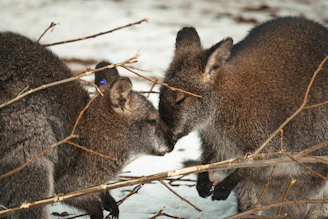 A pair of sugar gliders snuggling together inside a soft pouch, highlighting their need for companionship.