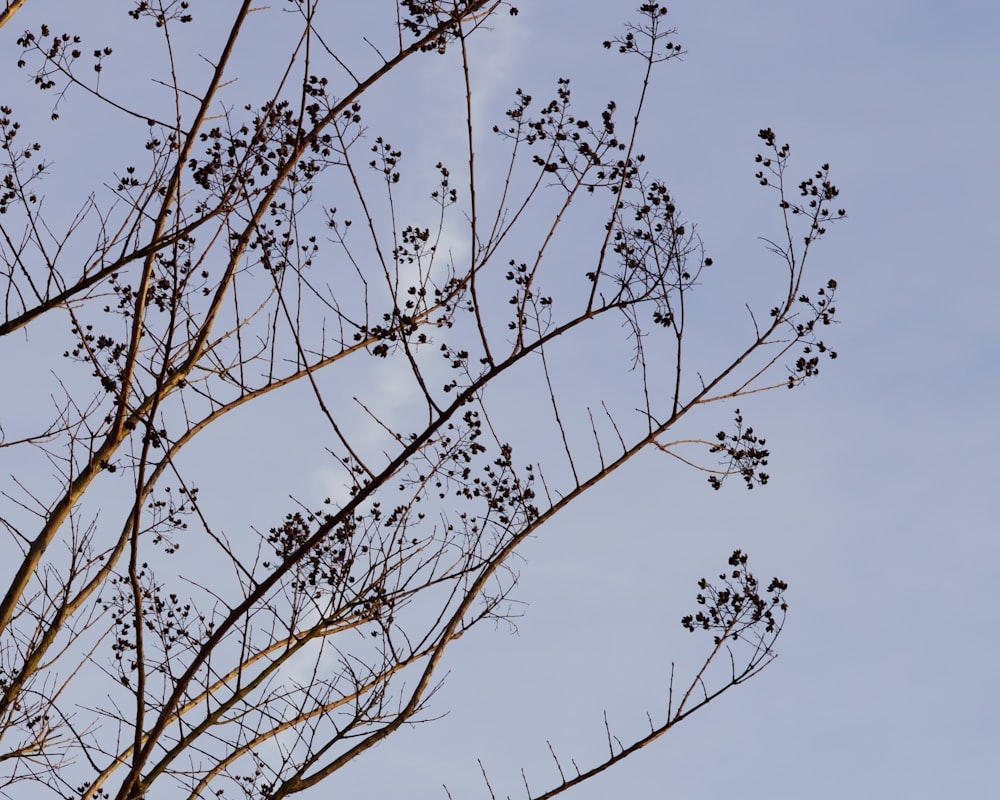 the branches of a tree against a blue sky