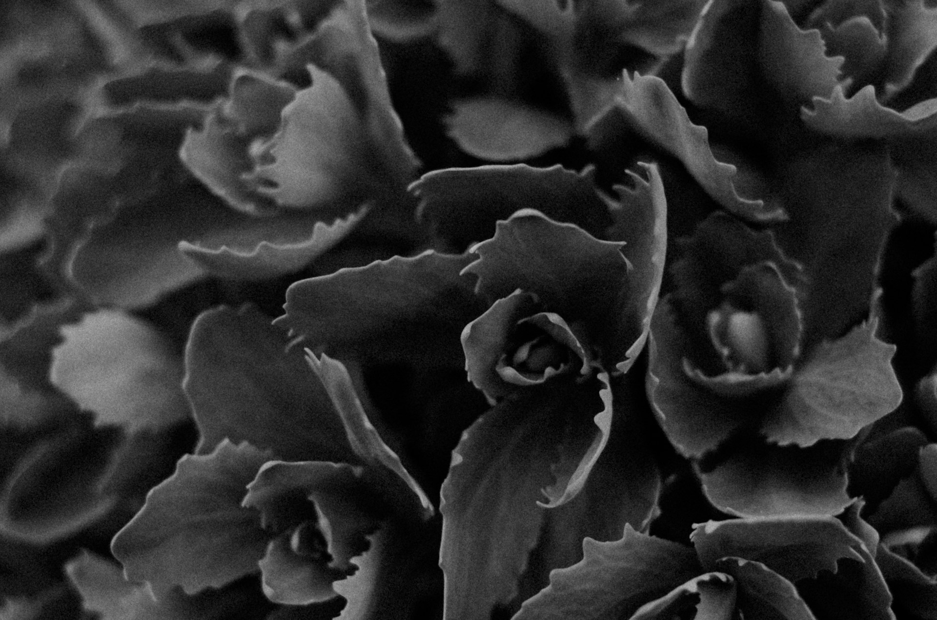 a black and white photo of a bunch of flowers