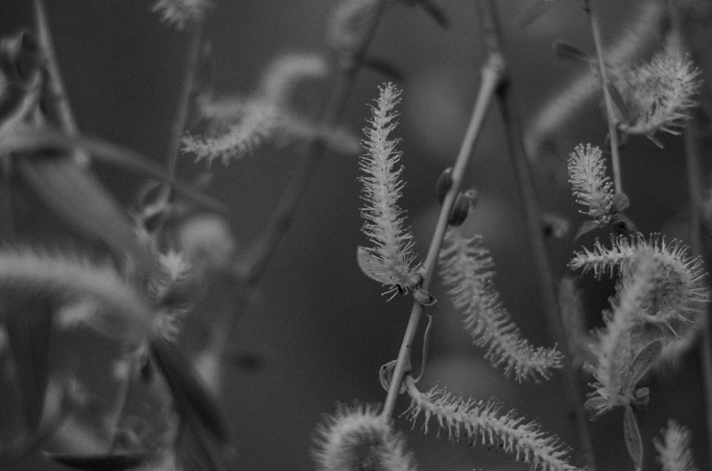black and white photograph of a bunch of flowers