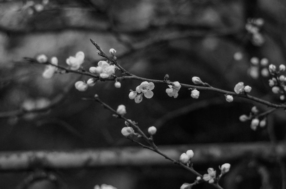 a black and white photo of a branch with white flowers