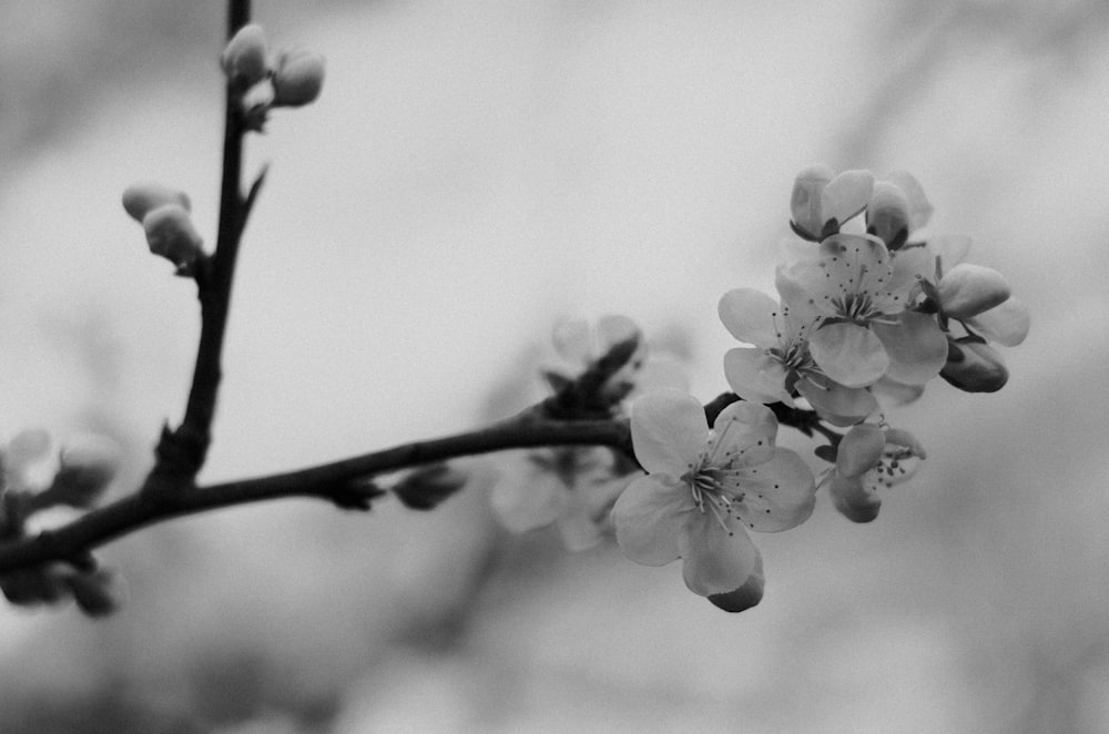 a black and white photo of a branch with flowers