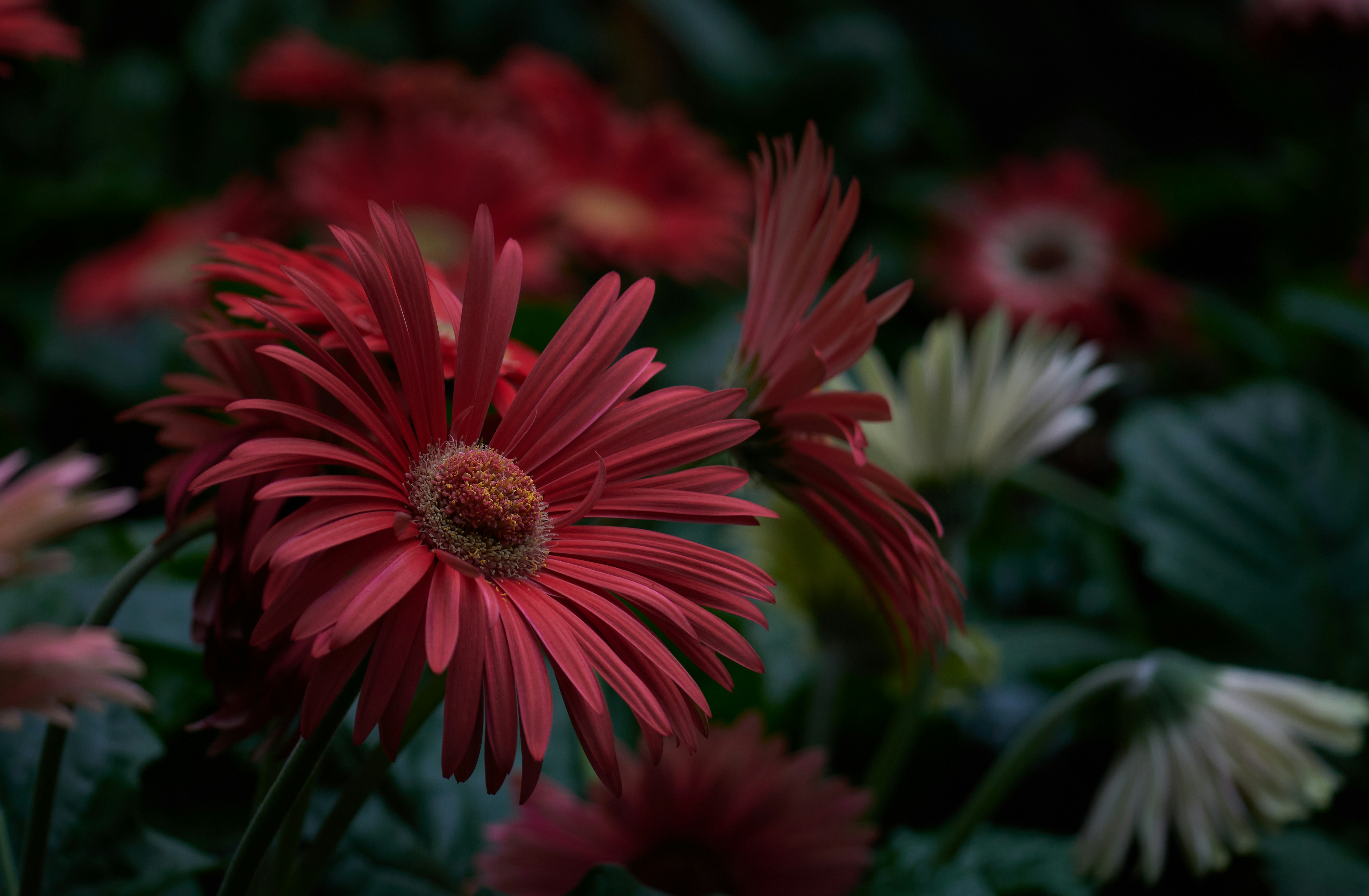 Gerbera Field