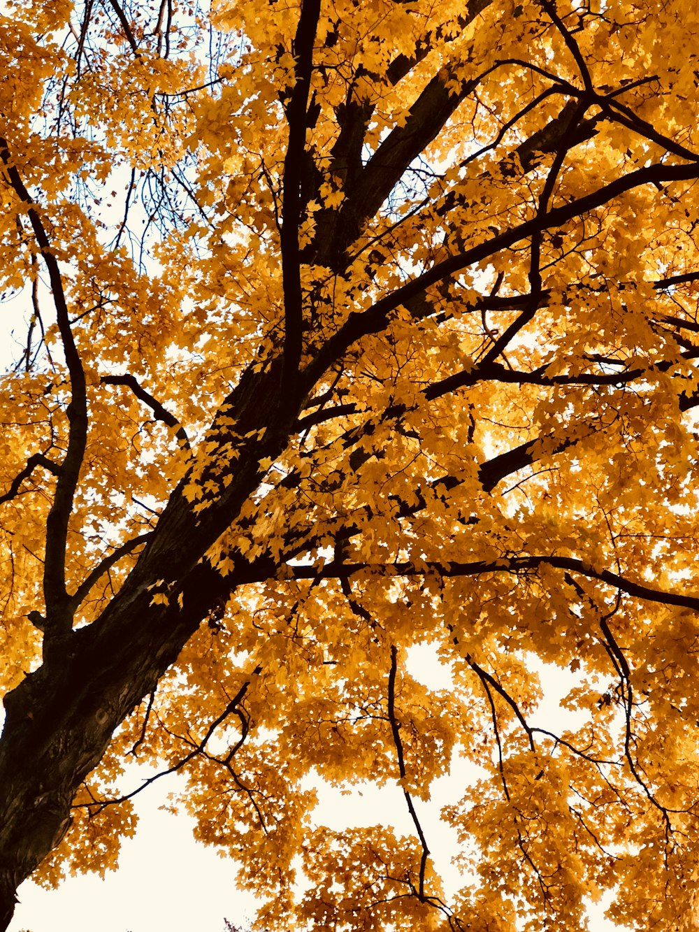 a tree with yellow leaves in the fall
