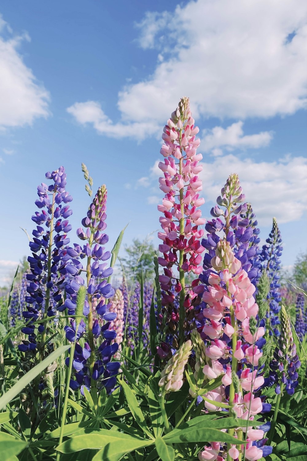 Un campo lleno de flores púrpuras y rosadas bajo un cielo azul