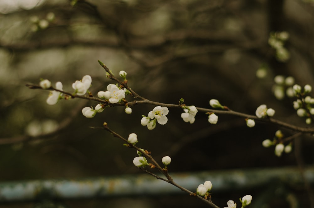 a branch of a tree with white flowers