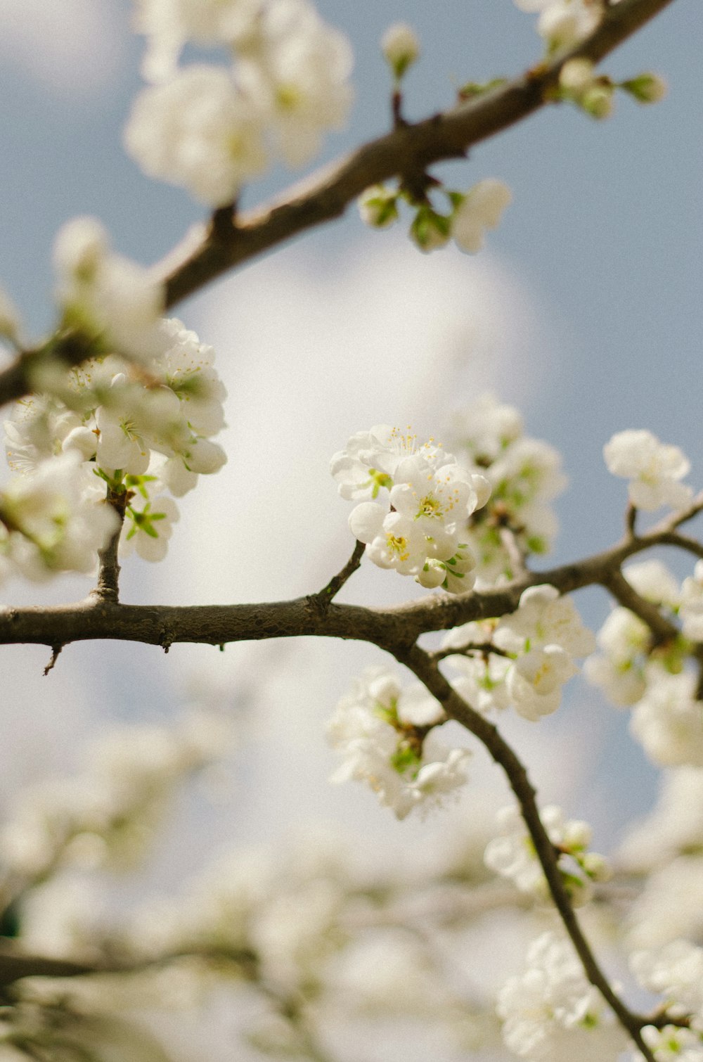 a bird sitting on a branch of a tree