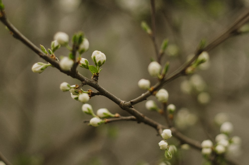 a branch with small white flowers on it