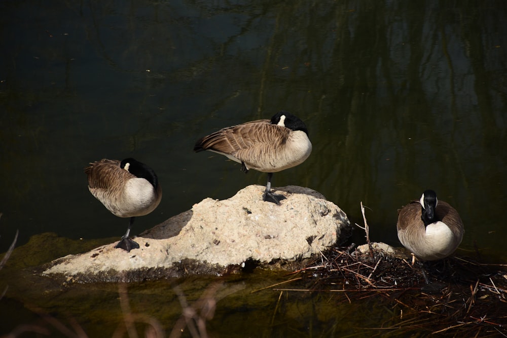 a group of birds standing on a rock in the water