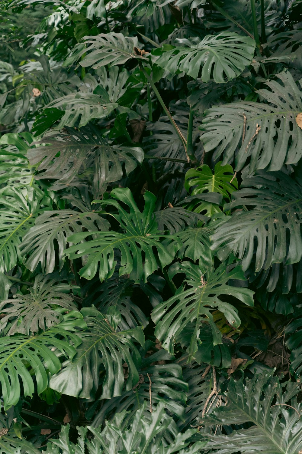 a bunch of green leaves that are on a tree