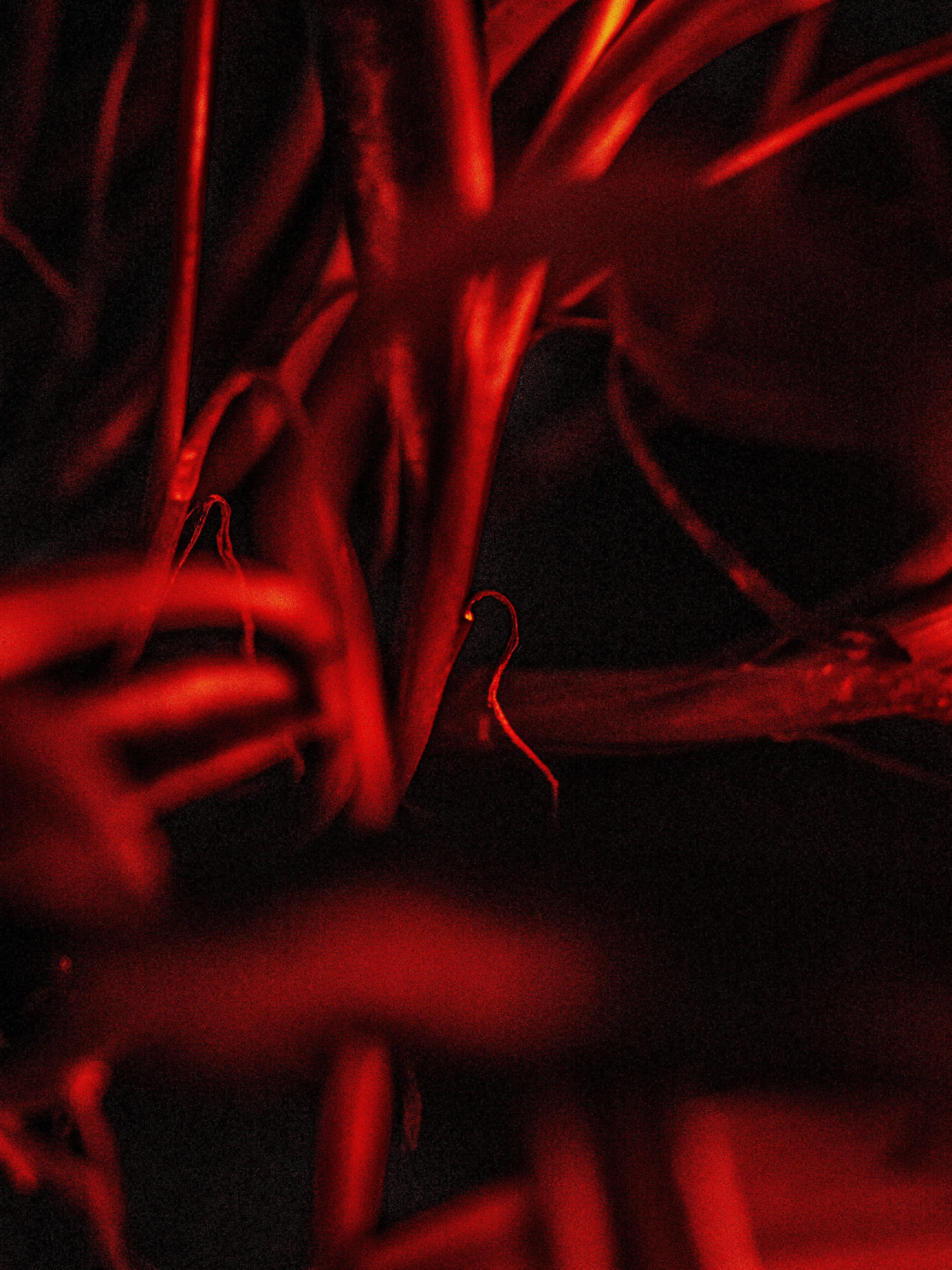 a close up of a bunch of red wires