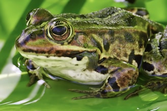 A close-up view of a green frog with patterned skin perched on a bright green leaf. The frog's eyes are large and detailed, reflecting its surroundings. The leaf and frog have vibrant shades of green, with the frog also displaying some brown patches.