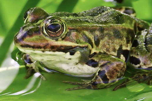 A close-up view of a green frog with patterned skin perched on a bright green leaf. The frog's eyes are large and detailed, reflecting its surroundings. The leaf and frog have vibrant shades of green, with the frog also displaying some brown patches.