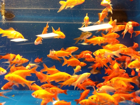 A crowded aquarium filled with numerous small, vibrant goldfish swimming in clear water. The fish display a range of orange and white colors, with some showing intricate patterns. The tank has a blue background that enhances the vivid hues of the fish.