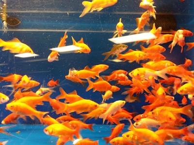 A vibrant display of colorful crossbred guppies swimming in a clear aquarium.