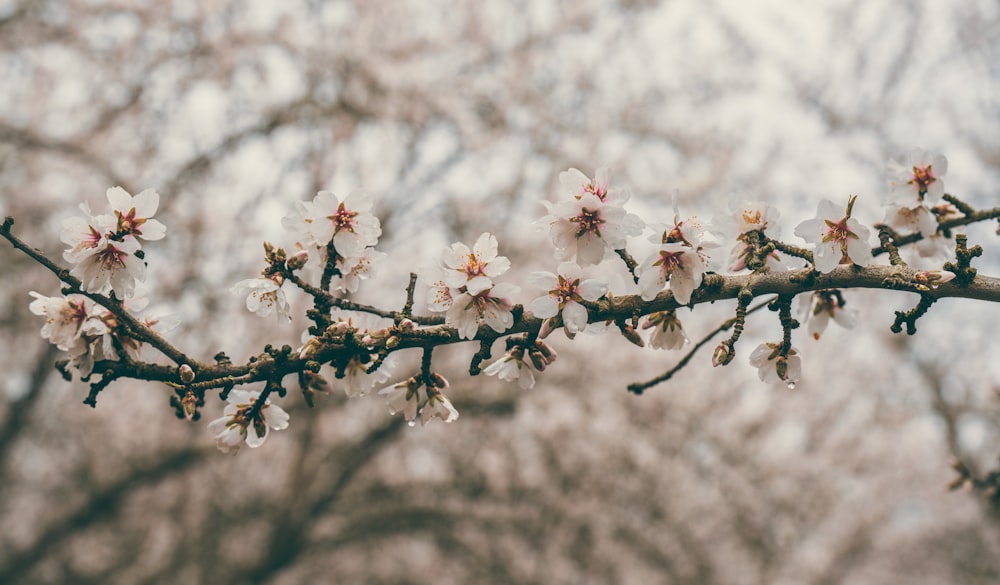 una rama de un árbol con flores blancas