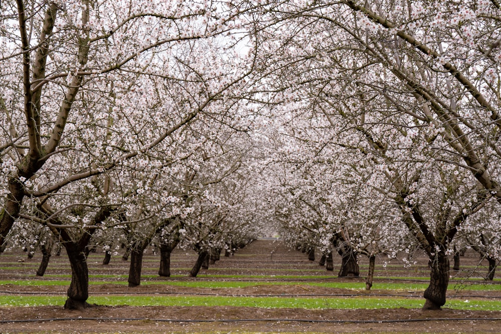 a row of trees with white flowers on them