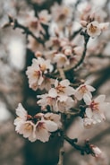 A branch of almond blossoms with delicate white petals, tinged with pink, and vibrant yellow stamens. The blossoms are set against a blurred background, giving the image a soft, dreamy quality.