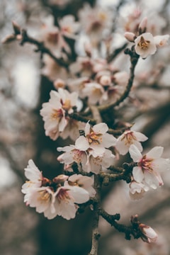 A branch of almond blossoms with delicate white petals, tinged with pink, and vibrant yellow stamens. The blossoms are set against a blurred background, giving the image a soft, dreamy quality.