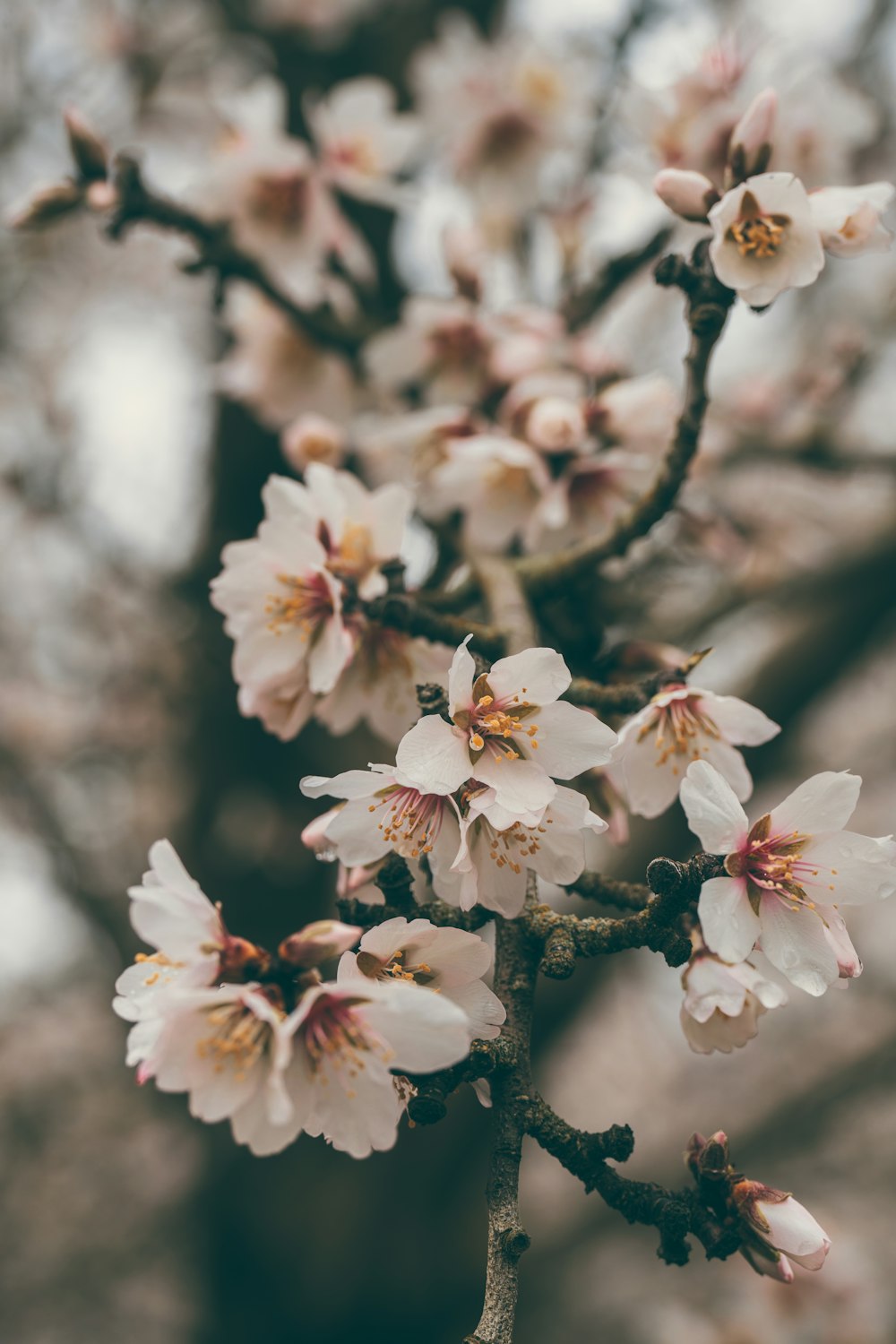 a close up of a flower on a tree