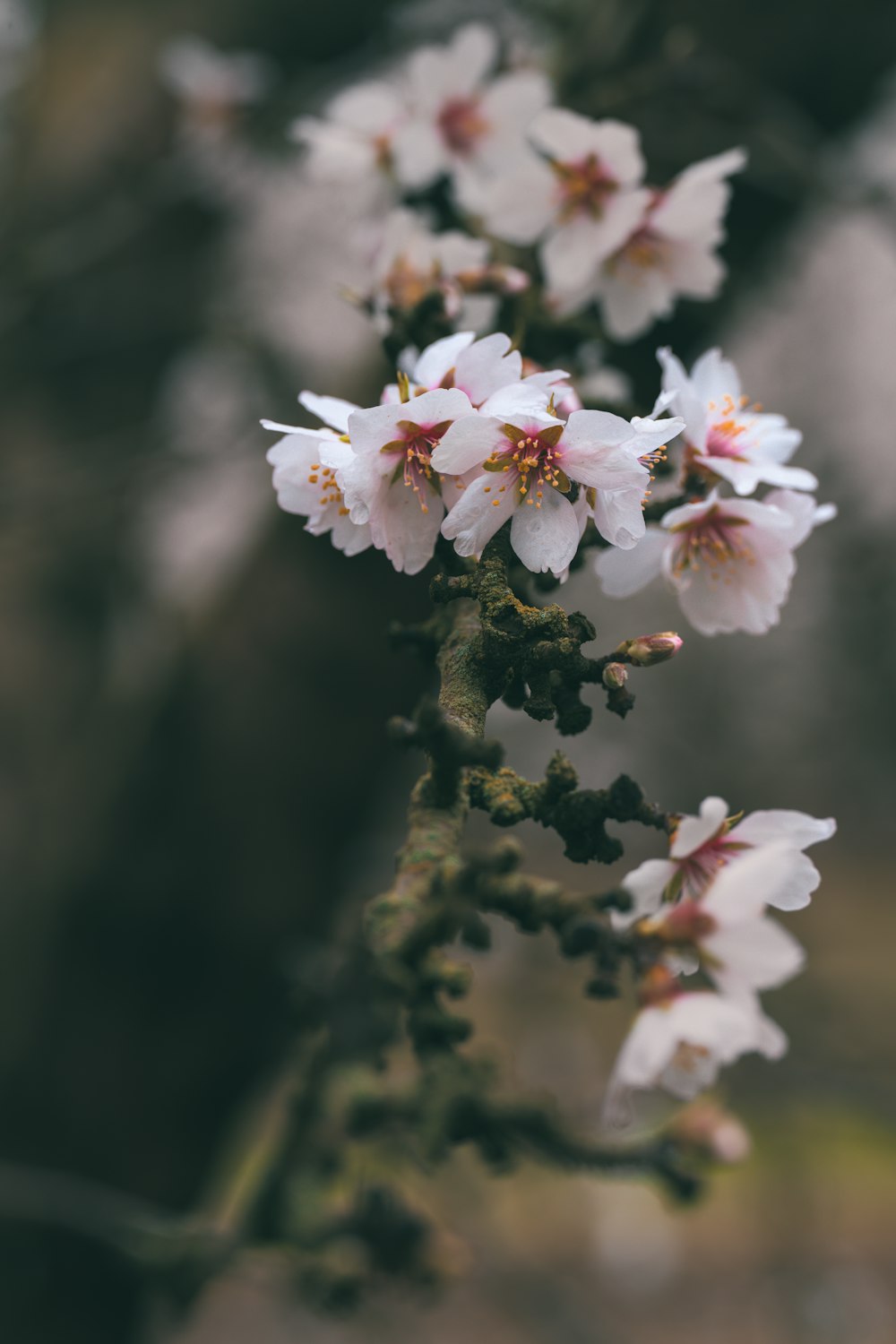 a close up of some white flowers on a tree