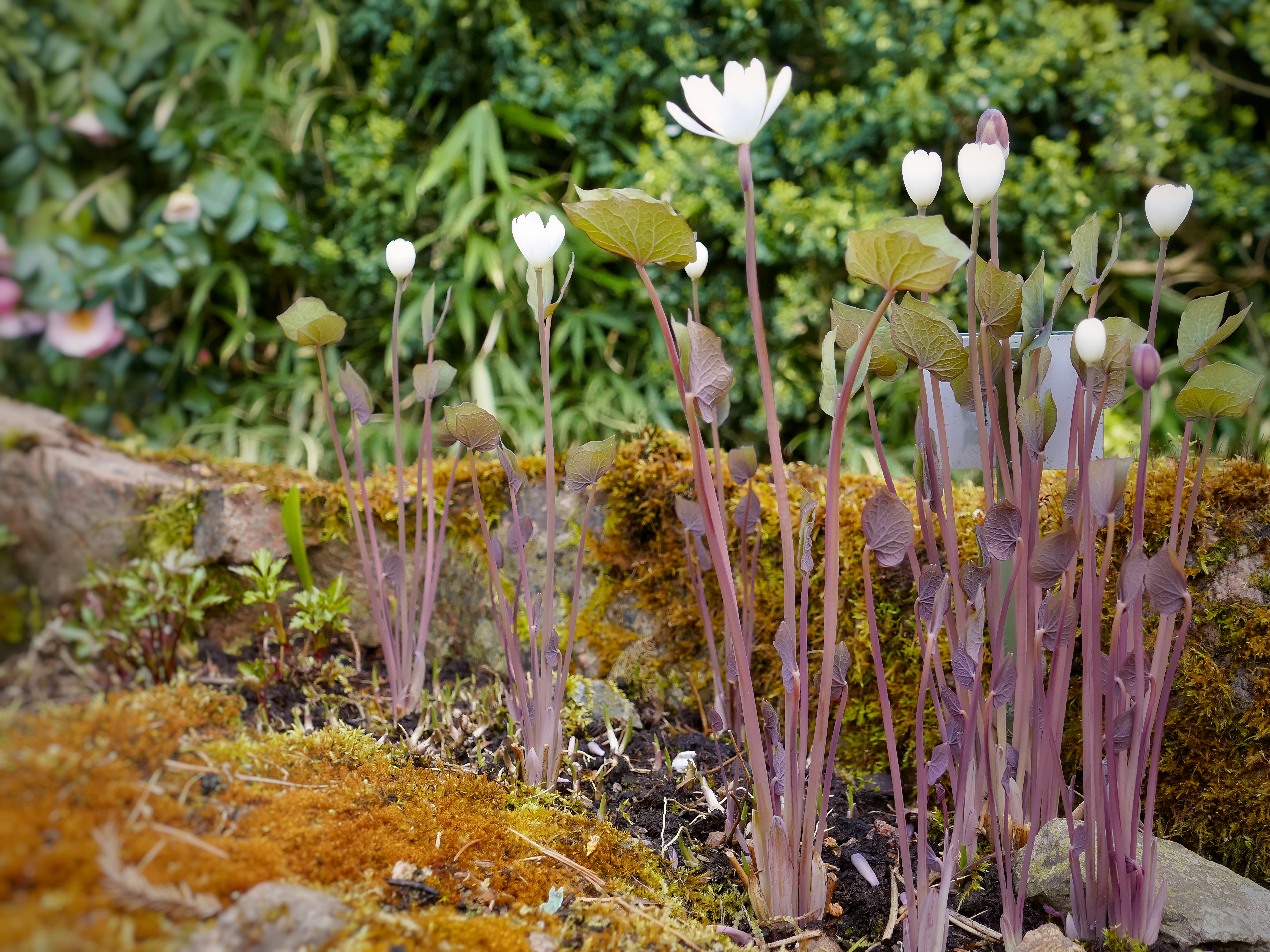 In a row - blooming garden plants