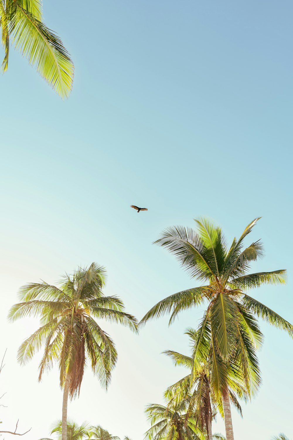 a bird flying over some palm trees under a blue sky