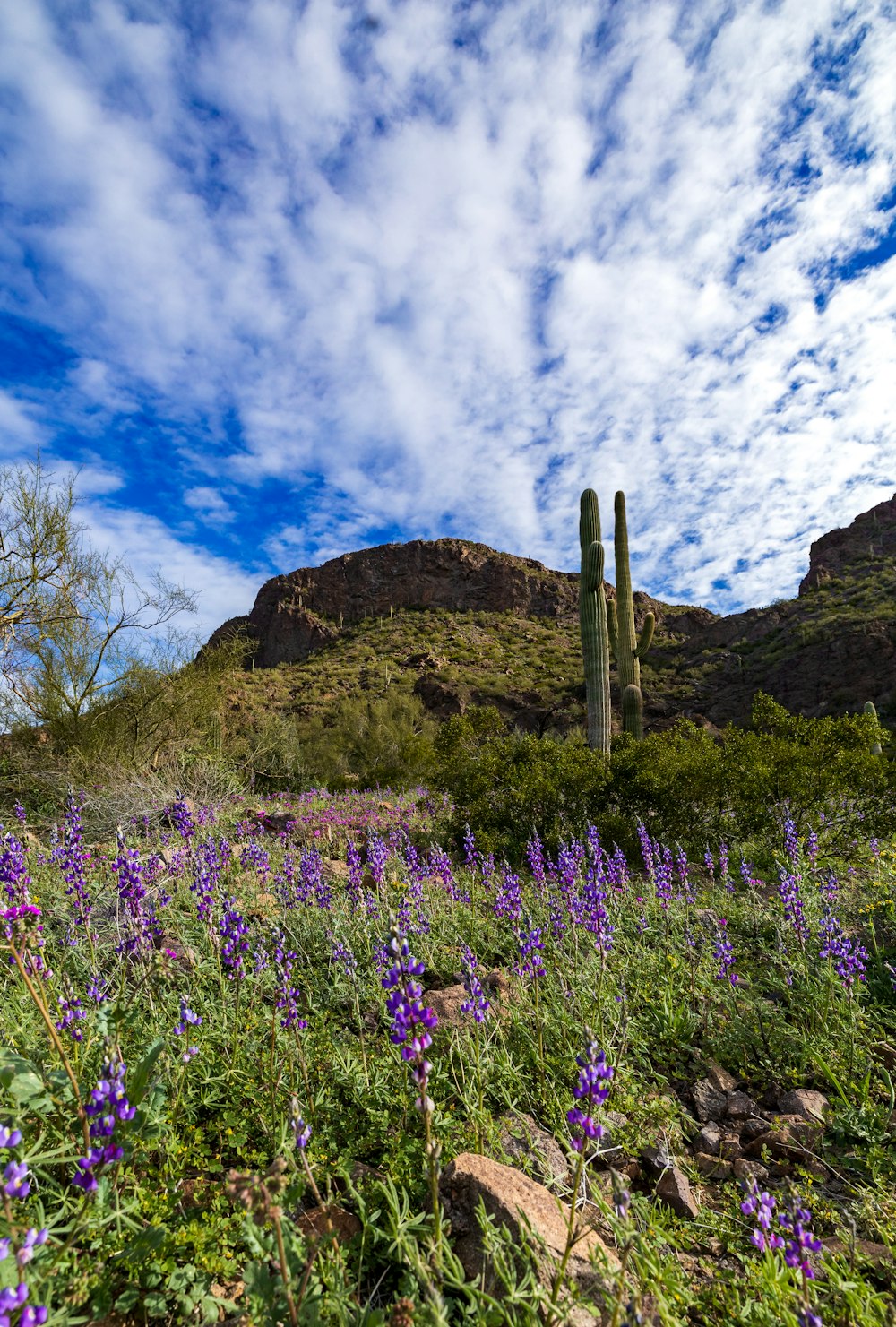 a field of wildflowers and a cactus in the background