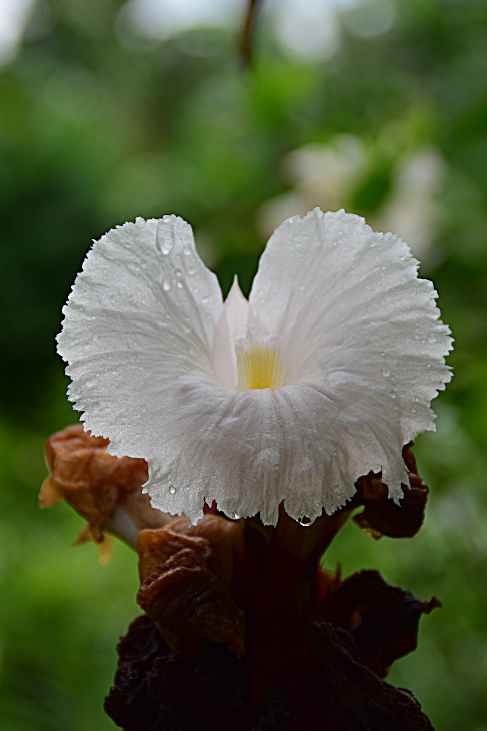 uma flor branca com gotículas de água sobre ela