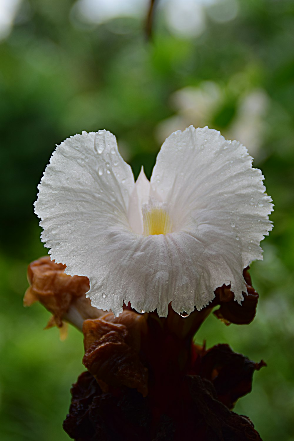 une fleur blanche avec des gouttelettes d’eau dessus