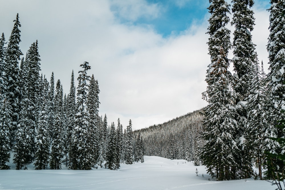 a snow covered forest filled with lots of trees